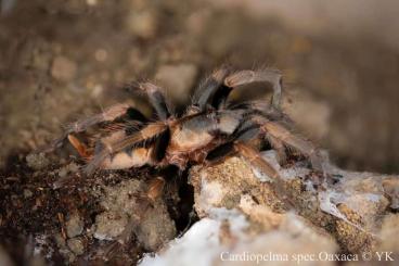 Spiders and Scorpions kaufen und verkaufen Photo: Für Weinstadt oder Versand