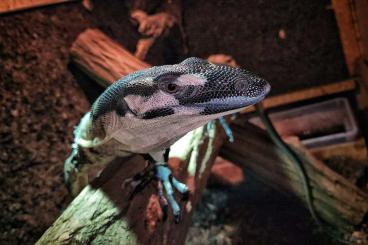 Monitor lizards kaufen und verkaufen Photo: Varanus varius ,,bell,, 1.0 cb.20