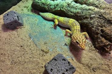Geckos kaufen und verkaufen Foto: Leopardengeckos 2 Jahre jung
