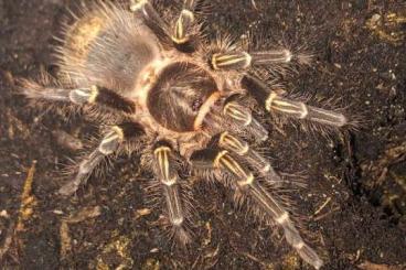 Vogelspinnen kaufen und verkaufen Foto: Grammostola pulchripes - Vogelspinne Vogelspinnen kaufen und verkaufen Foto: Grammostola pulchripes - Vogelspinne