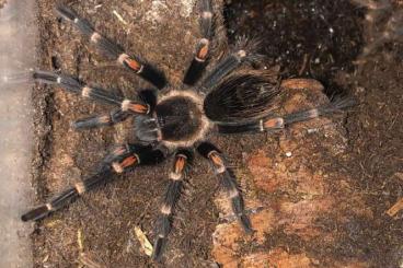 Vogelspinnen kaufen und verkaufen Foto: Brachypelma auratum - Vogelspinne Vogelspinnen kaufen und verkaufen Foto: Brachypelma auratum - Vogelspinne