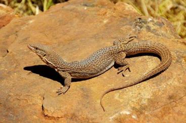 Monitor lizards kaufen und verkaufen Photo: Interested for different Odatria species Monitor lizards kaufen und verkaufen Photo: Interested for different Odatria species