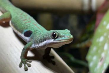 Geckos kaufen und verkaufen Foto: Phelsuma quadriocellata 0.1