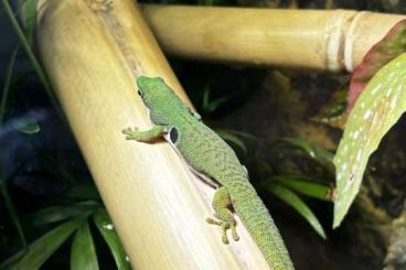 Geckos kaufen und verkaufen Photo: Phelsuma quadriocellata 0.1