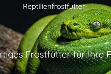 Feeder animals kaufen und verkaufen Photo: Hochwertiges Frostfutter für Reptilien www.reptilienfrostfutter.at