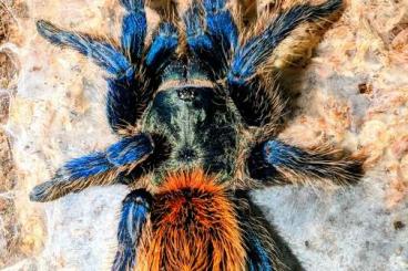 - bird spiders kaufen und verkaufen Photo: Vogelspinnen und Skorpione