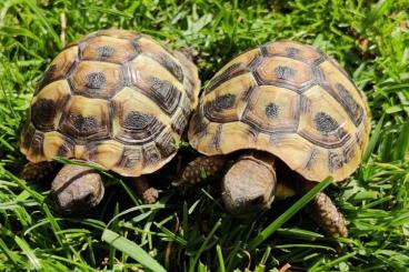 Landschildkröten kaufen und verkaufen Foto: Griechische Landschildkröten und Breitrandschildkröten NZ24 Landschildkröten kaufen und verkaufen Foto: Griechische Landschildkröten und Breitrandschildkröten NZ24