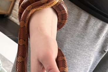 Schlangen kaufen und verkaufen Foto: Kornnatter 3 Jahre alt ! 