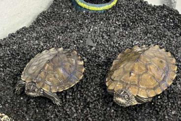 Schildkröten  kaufen und verkaufen Foto: 2 Höckerschildkröten, graptemys kohuii, suchen ein neues Zuhause
