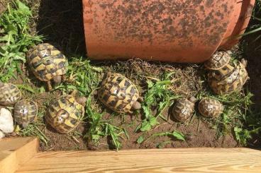 Tortoises kaufen und verkaufen Photo: Griechische Landschildkröte THB