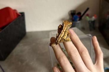 Geckos kaufen und verkaufen Foto: Correlophus Ciliatus Kronengecko  