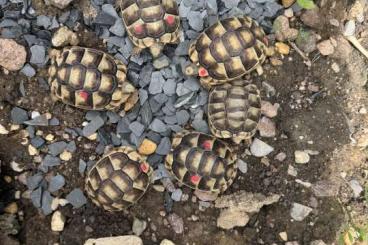 Landschildkröten kaufen und verkaufen Foto: Breitrandschildkröten aus 2024 im Raum Erfurt abzugeben Landschildkröten kaufen und verkaufen Foto: Breitrandschildkröten aus 2024 im Raum Erfurt abzugeben