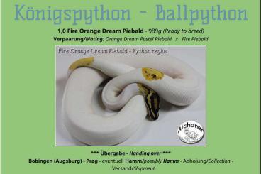 Ball Pythons kaufen und verkaufen Photo: Fire Orange Dream Piebald