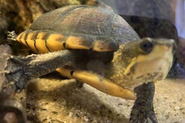 Turtles and Tortoises kaufen und verkaufen Photo: Verkaufe eine Kinosternon leucostomum Wasserschildkröte