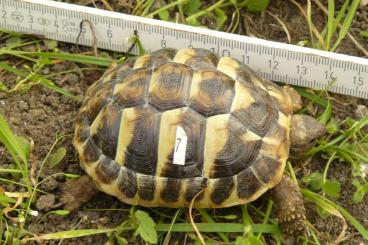Tortoises kaufen und verkaufen Photo: Biete Nachzuchten 2023 THB