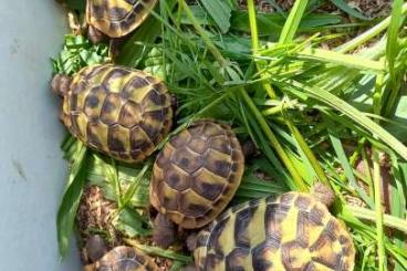 Landschildkröten kaufen und verkaufen Foto: Griechische Landschildkröten Nachzucht