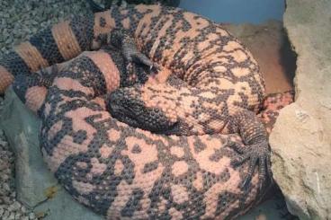 Giftschlangen kaufen und verkaufen Foto: Bitis , Zwergbitis , Heloderma Giftschlangen kaufen und verkaufen Foto: Bitis , Zwergbitis , Heloderma