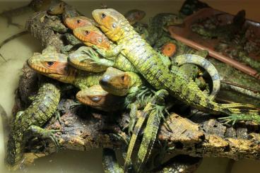 Lizards kaufen und verkaufen Photo: Dracaena guianensis -caiman lizard