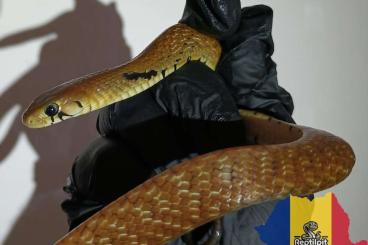 Nattern ungiftige kaufen und verkaufen Foto: 2.2 Drymarchon mel. Melanurus het. Axanthic Nattern ungiftige kaufen und verkaufen Foto: 2.2 Drymarchon mel. Melanurus het. Axanthic