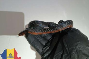 Nattern ungiftige kaufen und verkaufen Foto: 7.0 Drymarchon Couperi Black & Red Chin 66% poss. het. Axanthic Nattern ungiftige kaufen und verkaufen Foto: 7.0 Drymarchon Couperi Black & Red Chin 66% poss. het. Axanthic