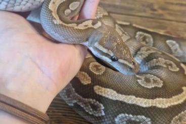 Königspythons kaufen und verkaufen Foto: 1.3 Königspython, Bamboo, Firefly, Banana, Superpastel Königspythons kaufen und verkaufen Foto: 1.3 Königspython, Bamboo, Firefly, Banana, Superpastel