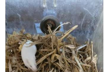 Feeder animals kaufen und verkaufen Photo: Albino und Farbmäuse, Futtermaus Feeder animals kaufen und verkaufen Photo: Albino und Farbmäuse, Futtermaus