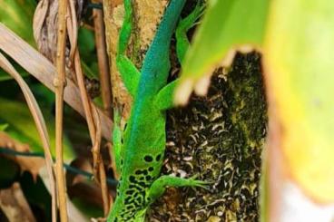 Lizards kaufen und verkaufen Photo: Anolis marm. alliaceus Etang Paille 