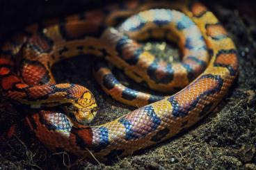 Snakes kaufen und verkaufen Photo: 2.0 Kornnattern Zuhause gesucht Snakes kaufen und verkaufen Photo: 2.0 Kornnattern Zuhause gesucht