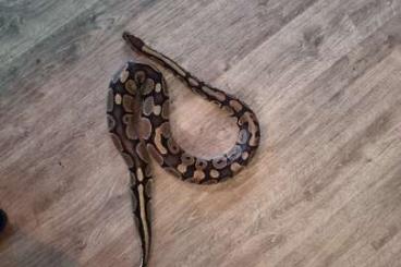 Ball Pythons kaufen und verkaufen Photo: 0.1 Königs Phyton GRATIS Zuhaus gesucht Ball Pythons kaufen und verkaufen Photo: 0.1 Königs Phyton GRATIS Zuhaus gesucht