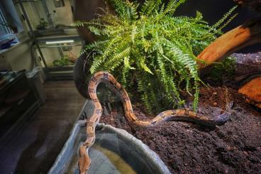 Boas kaufen und verkaufen Photo: 0.2 Firebally Boas (klein bleibende Boa) Boas kaufen und verkaufen Photo: 0.2 Firebally Boas (klein bleibende Boa)