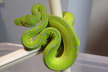 Pythons kaufen und verkaufen Foto: Couples Morelia Viridis sorong Blue Chain Pythons kaufen und verkaufen Foto: Couples Morelia Viridis sorong Blue Chain