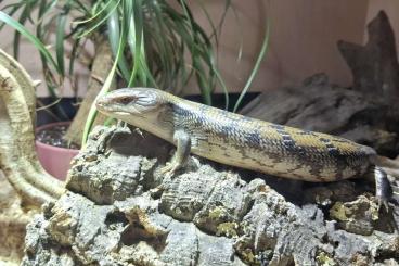 Skinke kaufen und verkaufen Foto: Blauzungenskink Tiliqua spec. irian yaya 0.0.1 DNZ 2024 Skinke kaufen und verkaufen Foto: Blauzungenskink Tiliqua spec. irian yaya 0.0.1 DNZ 2024