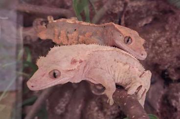Geckos kaufen und verkaufen Foto: 2 Kronengecko Weibchen inklusive Terrarium 60x45x90 ReptiZoo Geckos kaufen und verkaufen Foto: 2 Kronengecko Weibchen inklusive Terrarium 60x45x90 ReptiZoo