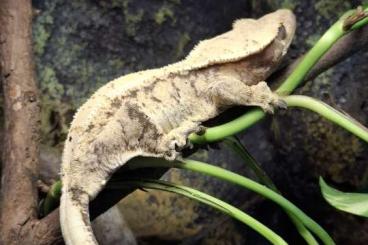 Geckos kaufen und verkaufen Foto: Kronengecko Correlophus ciliatus 0.1 Extreme Harlequin Weibchen 2023 Geckos kaufen und verkaufen Foto: Kronengecko Correlophus ciliatus 0.1 Extreme Harlequin Weibchen 2023