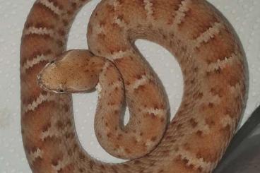 Schlangen kaufen und verkaufen Foto: Crotalus lepidus, Crotalus w. meridionalis Schlangen kaufen und verkaufen Foto: Crotalus lepidus, Crotalus w. meridionalis