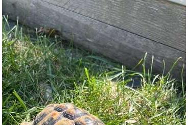 Schildkröten kaufen und verkaufen Foto: Griechische Landschildkröte männlich 7 Jahre abzugeben Schildkröten kaufen und verkaufen Foto: Griechische Landschildkröte männlich 7 Jahre abzugeben