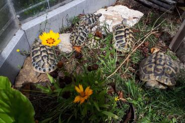 Landschildkröten kaufen und verkaufen Foto: Griechische Landschildkröten NZ 2018 Landschildkröten kaufen und verkaufen Foto: Griechische Landschildkröten NZ 2018