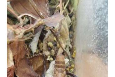 Insekten kaufen und verkaufen Foto: Eurycantha calcarata – Riesengespenstschrecke abzugeben Insekten kaufen und verkaufen Foto: Eurycantha calcarata – Riesengespenstschrecke abzugeben