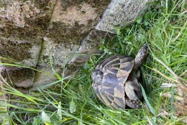 Landschildkröten kaufen und verkaufen Foto: Griechische Landschildkröte, weiblich, 14 J. Landschildkröten kaufen und verkaufen Foto: Griechische Landschildkröte, weiblich, 14 J.