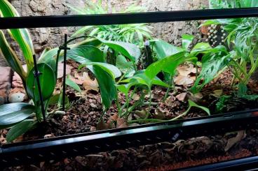 Terrarien kaufen und verkaufen Foto: Eingerichtetes Terrarium Terrarien kaufen und verkaufen Foto: Eingerichtetes Terrarium