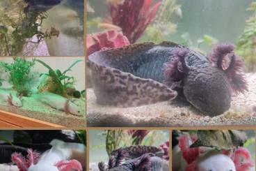 newts and salamanders kaufen und verkaufen Photo: Axolotl-Baby's Wildlinge und weiße Albinos newts and salamanders kaufen und verkaufen Photo: Axolotl-Baby's Wildlinge und weiße Albinos