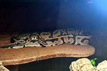 Königspythons kaufen und verkaufen Foto: Königspython python regius 1.0 Königspythons kaufen und verkaufen Foto: Königspython python regius 1.0