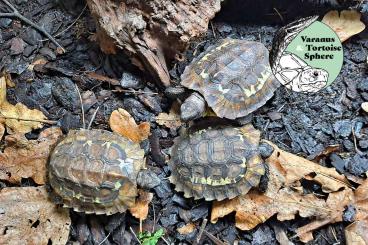 Tortoises kaufen und verkaufen Photo: Kinixys homeana own CB 2023