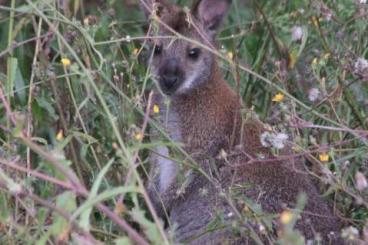 Exotic mammals kaufen und verkaufen Photo: Wallaby Bock aus eigener Zucht 200€ Exotic mammals kaufen und verkaufen Photo: Wallaby Bock aus eigener Zucht 200€