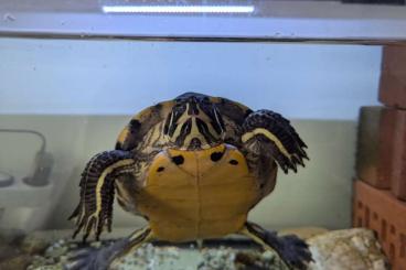 Turtles and Tortoises kaufen und verkaufen Photo: Schildkröte Gelbwangenschmuckschildkröte Turtles and Tortoises kaufen und verkaufen Photo: Schildkröte Gelbwangenschmuckschildkröte