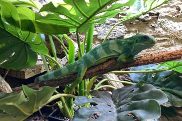 Echsen kaufen und verkaufen Foto: Fidschileguan (Brachylophus fasciatus) 1.0 Echsen kaufen und verkaufen Foto: Fidschileguan (Brachylophus fasciatus) 1.0