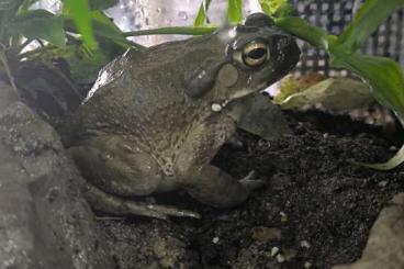 Frösche kaufen und verkaufen Foto: Kröte Bufo Alvarius Jungtier Frösche kaufen und verkaufen Foto: Kröte Bufo Alvarius Jungtier