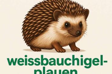 Exotic mammals kaufen und verkaufen Photo: Afrikanische Weißbauchigel Exotic mammals kaufen und verkaufen Photo: Afrikanische Weißbauchigel