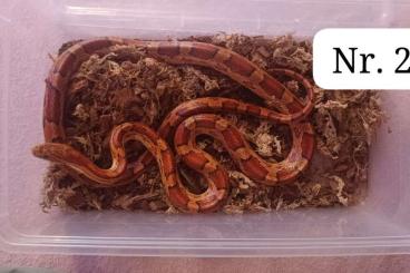Nattern ungiftige kaufen und verkaufen Foto: Ich verkaufe 1 oder 2 Kornnattern mit oder ohne Terrarium Nattern ungiftige kaufen und verkaufen Foto: Ich verkaufe 1 oder 2 Kornnattern mit oder ohne Terrarium