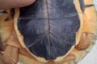 Schildkröten  kaufen und verkaufen Foto: 0.0.2 Cuora trifasciata nz 2023